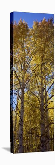 Low Angle View of Aspen Trees, Telluride, San Miguel County, Colorado, USA-null-Stretched Canvas