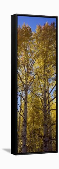 Low Angle View of Aspen Trees, Telluride, San Miguel County, Colorado, USA-null-Framed Stretched Canvas