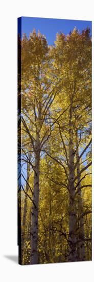 Low Angle View of Aspen Trees, Telluride, San Miguel County, Colorado, USA-null-Stretched Canvas