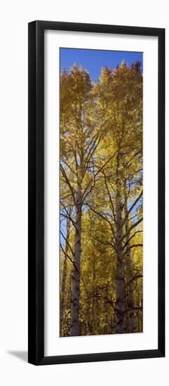 Low Angle View of Aspen Trees, Telluride, San Miguel County, Colorado, USA-null-Framed Photographic Print