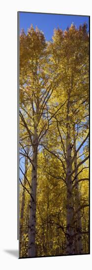 Low Angle View of Aspen Trees, Telluride, San Miguel County, Colorado, USA-null-Mounted Photographic Print