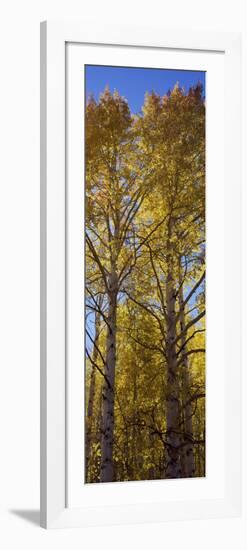 Low Angle View of Aspen Trees, Telluride, San Miguel County, Colorado, USA-null-Framed Photographic Print