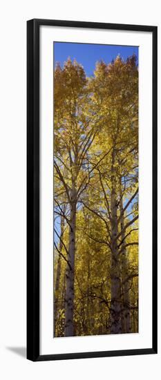 Low Angle View of Aspen Trees, Telluride, San Miguel County, Colorado, USA-null-Framed Photographic Print