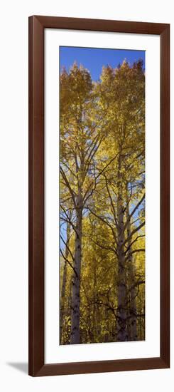 Low Angle View of Aspen Trees, Telluride, San Miguel County, Colorado, USA-null-Framed Photographic Print