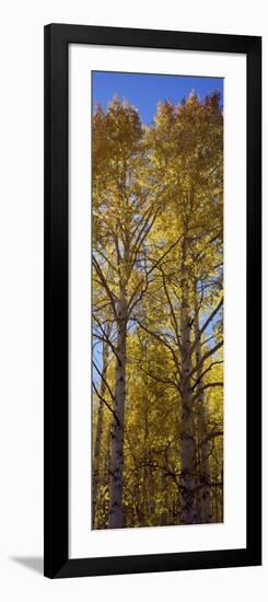 Low Angle View of Aspen Trees, Telluride, San Miguel County, Colorado, USA-null-Framed Photographic Print