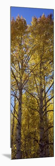 Low Angle View of Aspen Trees, Telluride, San Miguel County, Colorado, USA-null-Mounted Photographic Print