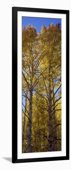 Low Angle View of Aspen Trees, Telluride, San Miguel County, Colorado, USA-null-Framed Photographic Print