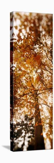 Low Angle View of Autumn Trees, Volunteer Park, Capitol Hill, Seattle, King County, Washington-null-Stretched Canvas