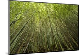 Low angle view of bamboo plants near Sato Cabrtos Waterfall, Sao Miguel, Azores, Portugal-Panoramic Images-Mounted Photographic Print