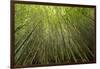 Low angle view of bamboo plants near Sato Cabrtos Waterfall, Sao Miguel, Azores, Portugal-Panoramic Images-Framed Photographic Print