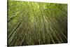 Low angle view of bamboo plants near Sato Cabrtos Waterfall, Sao Miguel, Azores, Portugal-Panoramic Images-Stretched Canvas