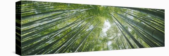 Low Angle View of Bamboo Trees, Hokokuji Temple, Kamakura, Kanagawa Prefecture, Kanto Region, Ho...-null-Stretched Canvas