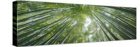 Low Angle View of Bamboo Trees, Hokokuji Temple, Kamakura, Kanagawa Prefecture, Kanto Region, Ho...-null-Stretched Canvas