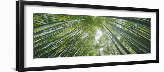 Low Angle View of Bamboo Trees, Hokokuji Temple, Kamakura, Kanagawa Prefecture, Kanto Region, Ho...-null-Framed Photographic Print
