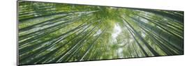 Low Angle View of Bamboo Trees, Hokokuji Temple, Kamakura, Kanagawa Prefecture, Kanto Region, Ho...-null-Mounted Photographic Print