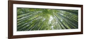 Low Angle View of Bamboo Trees, Hokokuji Temple, Kamakura, Kanagawa Prefecture, Kanto Region, Ho...-null-Framed Photographic Print