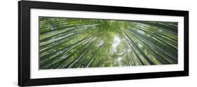 Low Angle View of Bamboo Trees, Hokokuji Temple, Kamakura, Kanagawa Prefecture, Kanto Region, Ho...-null-Framed Photographic Print