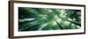 Low Angle View of Bamboo Trees in a Forest, Sagano, Kyoto City, Kyoto Prefecture, Honshu-null-Framed Photographic Print