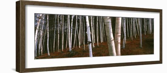 Low angle view of Birch Trees, Gorham, Coos County, New Hampshire, USA-Panoramic Images-Framed Photographic Print