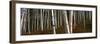 Low angle view of Birch Trees, Gorham, Coos County, New Hampshire, USA-Panoramic Images-Framed Photographic Print