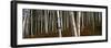 Low angle view of Birch Trees, Gorham, Coos County, New Hampshire, USA-Panoramic Images-Framed Photographic Print