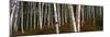 Low angle view of Birch Trees, Gorham, Coos County, New Hampshire, USA-Panoramic Images-Mounted Photographic Print