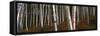 Low angle view of Birch Trees, Gorham, Coos County, New Hampshire, USA-Panoramic Images-Framed Stretched Canvas