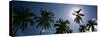 Low Angle View of Coconut Palm Trees, Fiji-null-Stretched Canvas