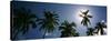 Low Angle View of Coconut Palm Trees, Fiji-null-Stretched Canvas