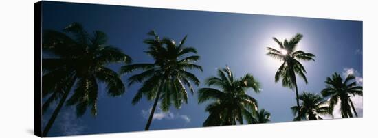 Low Angle View of Coconut Palm Trees, Fiji-null-Stretched Canvas