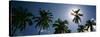 Low Angle View of Coconut Palm Trees, Fiji-null-Stretched Canvas