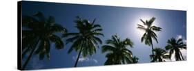 Low Angle View of Coconut Palm Trees, Fiji-null-Stretched Canvas