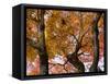 Low Angle View of Fall Leaves on Maple Tree at Kodaiji Temple, Kyoti Prefecture, Japan-null-Framed Stretched Canvas