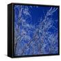Low angle view of ice on bare tree branches, blue sky, Iowa, USA.-Panoramic Images-Framed Stretched Canvas