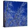 Low angle view of ice on bare tree branches, blue sky, Iowa, USA.-Panoramic Images-Stretched Canvas