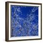 Low angle view of ice on bare tree branches, blue sky, Iowa, USA.-Panoramic Images-Framed Photographic Print