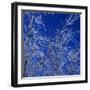 Low angle view of ice on bare tree branches, blue sky, Iowa, USA.-Panoramic Images-Framed Photographic Print