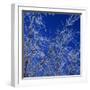 Low angle view of ice on bare tree branches, blue sky, Iowa, USA.-Panoramic Images-Framed Photographic Print