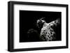 Low angle view of Jaguar patrolling territory at night, Mexico-Alejandro Prieto-Framed Photographic Print