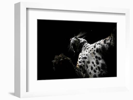 Low angle view of Jaguar patrolling territory at night, Mexico-Alejandro Prieto-Framed Photographic Print