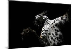 Low angle view of Jaguar patrolling territory at night, Mexico-Alejandro Prieto-Mounted Photographic Print