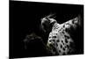 Low angle view of Jaguar patrolling territory at night, Mexico-Alejandro Prieto-Mounted Photographic Print