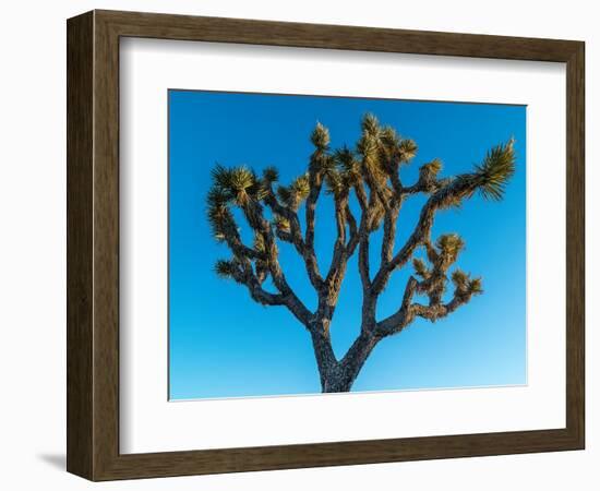 Low angle view of Joshua tree, Joshua Tree National Park, San Bernardino County, Riverside Count...-null-Framed Photographic Print