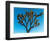 Low angle view of Joshua tree, Joshua Tree National Park, San Bernardino County, Riverside Count...-null-Framed Photographic Print