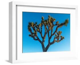 Low angle view of Joshua tree, Joshua Tree National Park, San Bernardino County, Riverside Count...-null-Framed Photographic Print