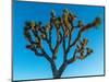 Low angle view of Joshua tree, Joshua Tree National Park, San Bernardino County, Riverside Count...-null-Mounted Photographic Print