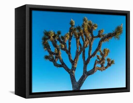 Low angle view of Joshua tree, Joshua Tree National Park, San Bernardino County, Riverside Count...-null-Framed Stretched Canvas