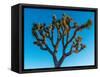 Low angle view of Joshua tree, Joshua Tree National Park, San Bernardino County, Riverside Count...-null-Framed Stretched Canvas