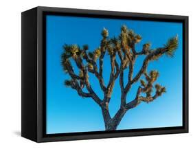 Low angle view of Joshua tree, Joshua Tree National Park, San Bernardino County, Riverside Count...-null-Framed Stretched Canvas