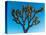 Low angle view of Joshua tree, Joshua Tree National Park, San Bernardino County, Riverside Count...-null-Stretched Canvas